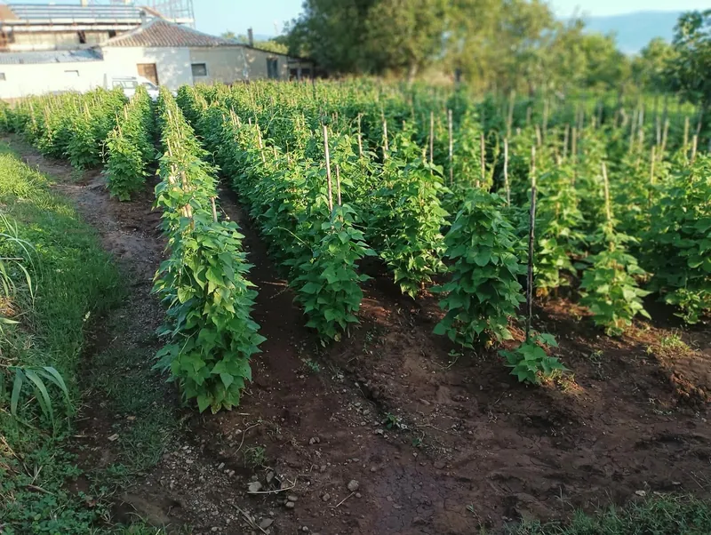 Filari di fagioli nei campi di Cortale
