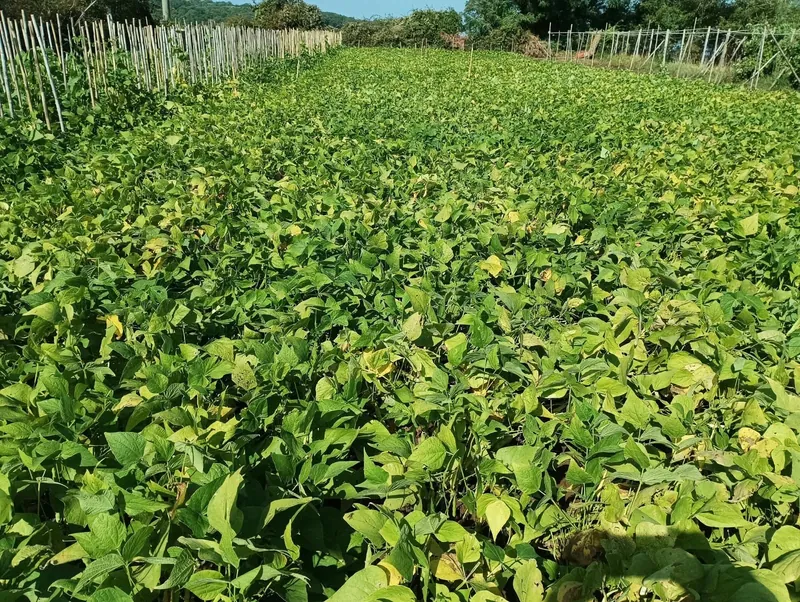 La coltivazione dei fagioli nei campi di Fortunato a Cortale