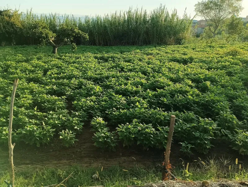 Il verde delle piante di fagioli